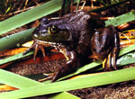 Bull Frog <image courtesy of Ohio Department of Natural Resources>